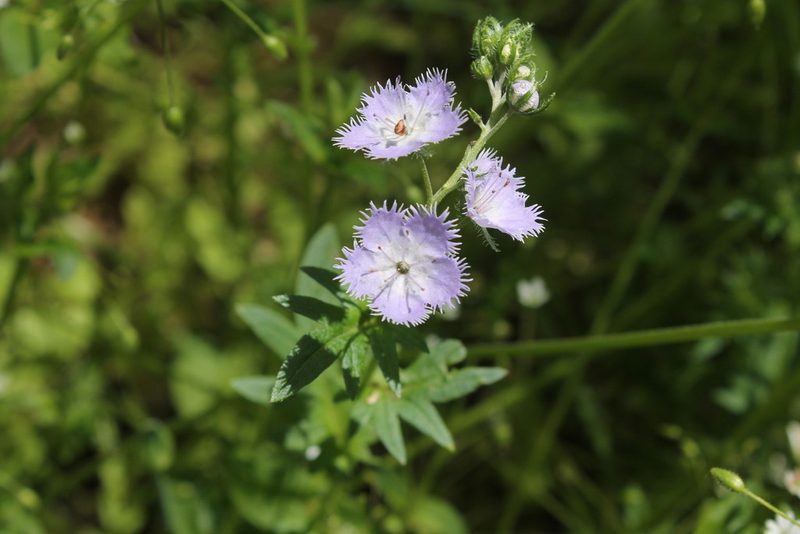 Phacelia purshii, photographed by Violet T.