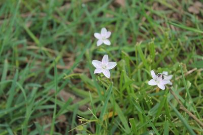 Claytonia virginica, photographed by Violet T.