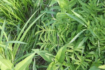 Agrimonia parviflora, photographed by Violet T.