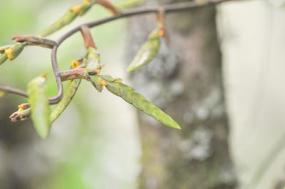 Racinaea goudae, photographed by Morten Ross