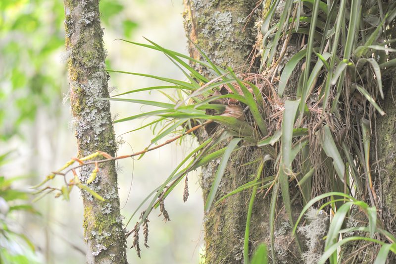 Racinaea goudae, photographed by Morten Ross
