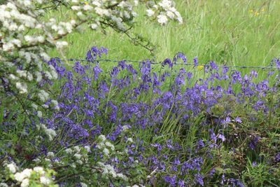 Hyacinthoides non-scripta, photographed by Charlie Farrell