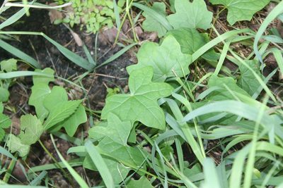Menispermum canadense, photographed by Violet T.