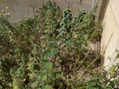 Urtica pilulifera, photographed by carnifex