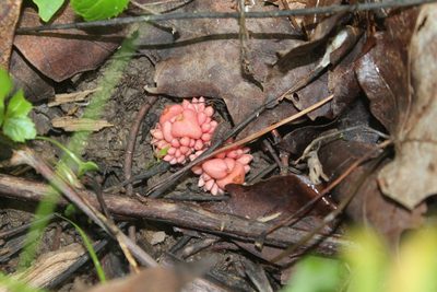 Dicentra cucullaria, photographed by Violet T.