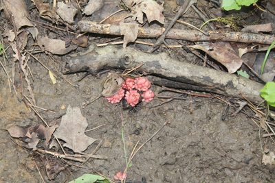 Dicentra cucullaria, photographed by Violet T.