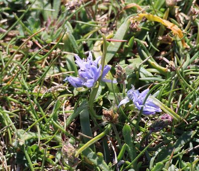 Scilla verna, photographed by Jerry Lanfear
