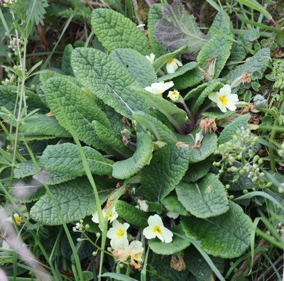 Primula vulgaris, photographed by Jerry Lanfear