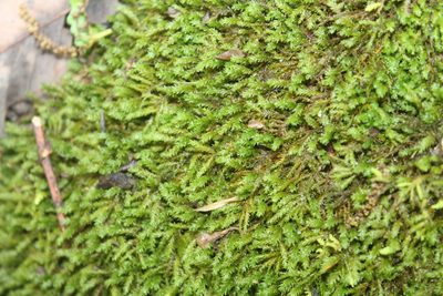 Pseudanomodon attenuatus, photographed by Violet T.