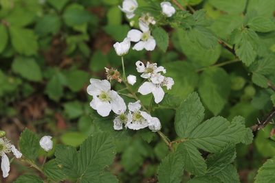 Rubus allegheniensis, photographed by Violet T.
