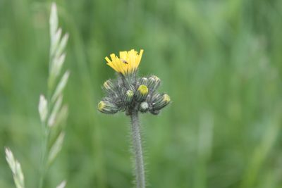 Pilosella caespitosa, photographed by Violet T.
