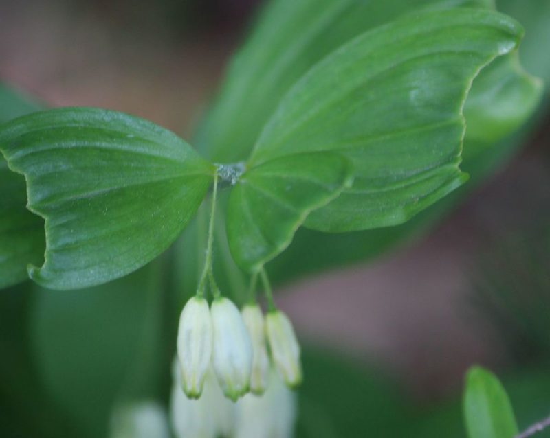 Polygonatum latifolium, photographed by richyfourtytwo