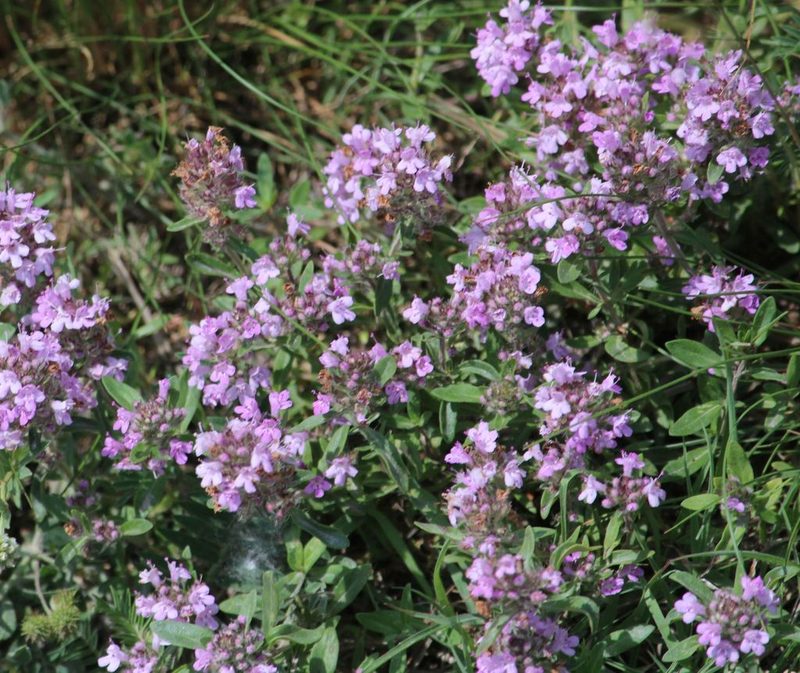 Thymus glabrescens, photographed by richyfourtytwo