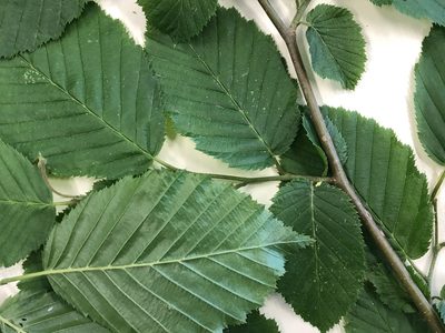 Carpinus betulus, photographed by Jason Grant