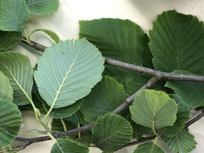 Alnus incana, photographed by Jason Grant