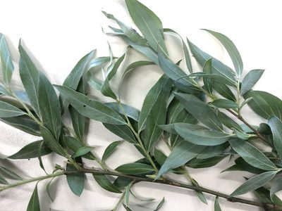 Salix alba, photographed by Jason Grant