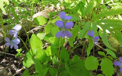 Viola cucullata, photographed by Michael
