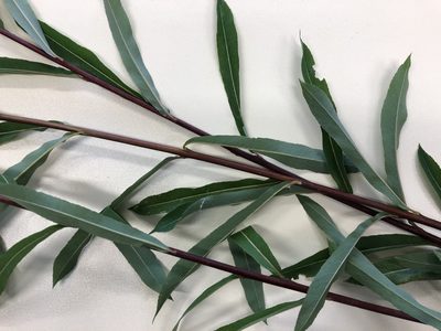 Salix purpurea, photographed by Jason Grant