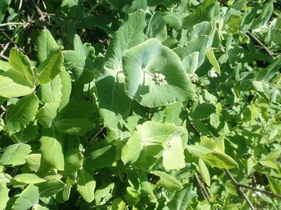 Lonicera dioica, photographed by Lynn Harper