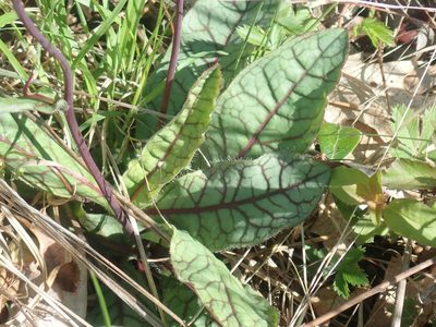 Hieracium venosum, photographed by Lynn Harper