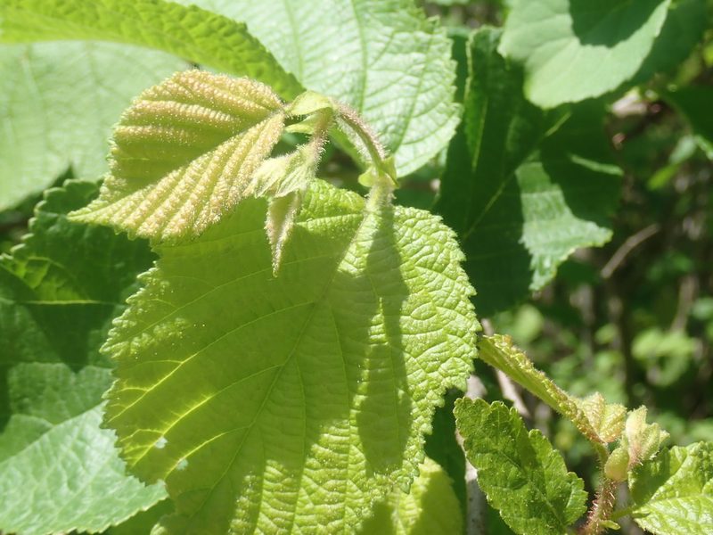 Corylus americana, photographed by Lynn Harper