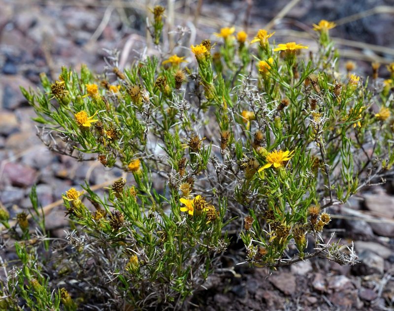 Thymophylla acerosa, photographed by Andrew Tree