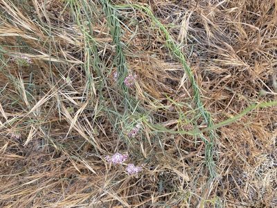 Funastrum heterophyllum, photographed by Rachel Whitt