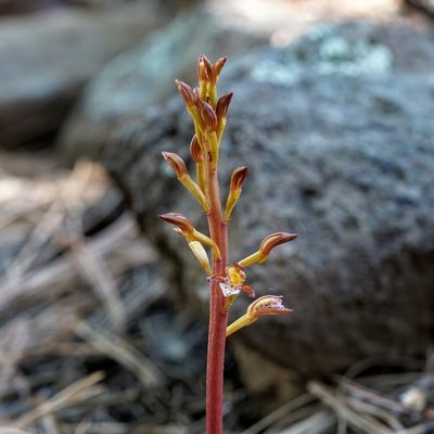 Corallorhiza maculata, photographed by Andrew Tree