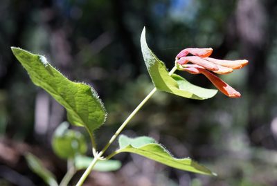 Lonicera arizonica, photographed by Andrew Tree