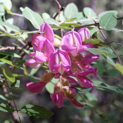 Robinia neomexicana, photographed by Andrew Tree
