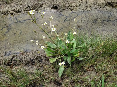 Alisma lanceolatum, photographed by Samuel A Schmid, PhD, PWS