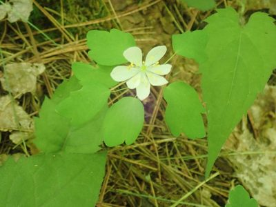 Anemonella thalictroides, photographed by Lynn Harper