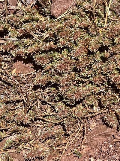 Paronychia franciscana, photographed by Chuck Wilson