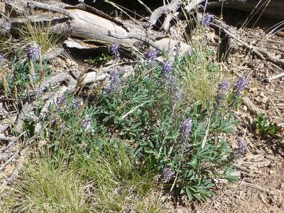 Lupinus ammophilus, photographed by Steve Woodward