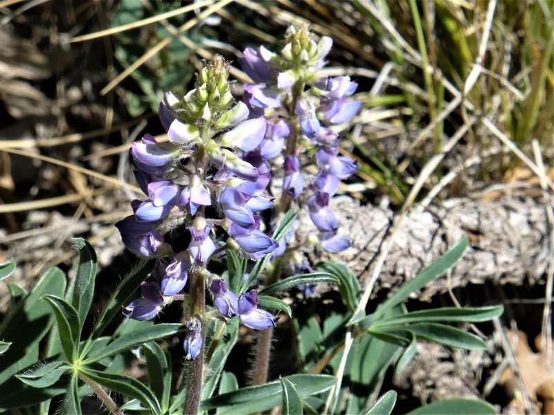 Lupinus ammophilus, photographed by Steve Woodward