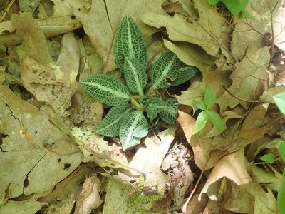 Goodyera pubescens, photographed by Lynn Harper