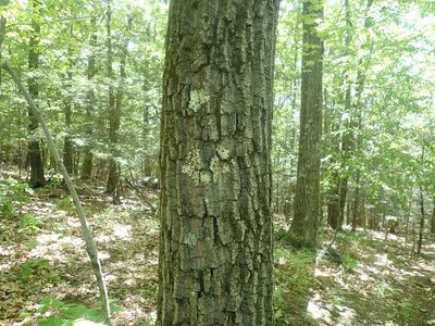 Quercus montana, photographed by Lynn Harper