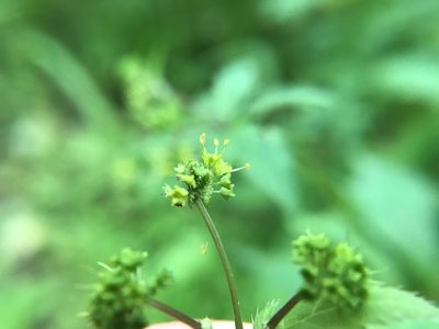 Sanicula odorata, photographed by adam busey