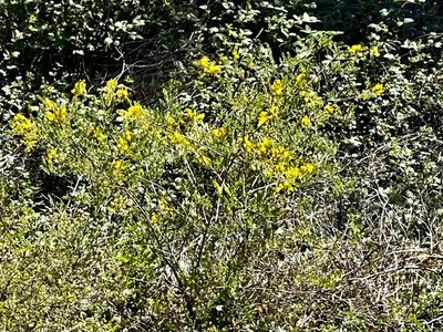 Genista monspessulana, photographed by Chuck Wilson