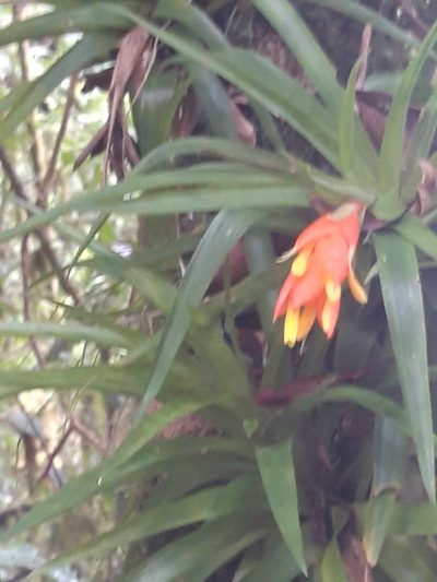 Guzmania angustifolia, photographed by keesgroenendijk