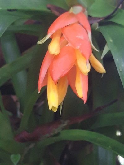 Guzmania angustifolia, photographed by keesgroenendijk