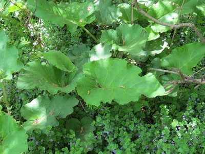 Arctium lappa, photographed by Howard Williams