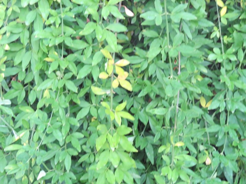 Jasminum mesnyi, photographed by Diego Carús