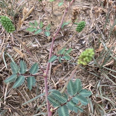 Neptunia lutea, photographed by jeanhm