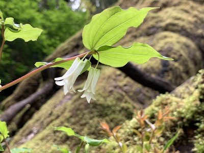 Prosartes smithii, photographed by Holly Sanderson