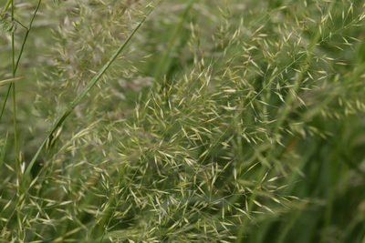 Trisetum flavescens, photographed by Björn Sothmann