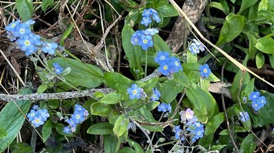 Myosotis latifolia, photographed by Chuck Wilson