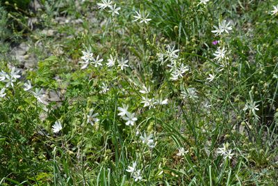 Anthericum ramosum, photographed by Pavel Kacl