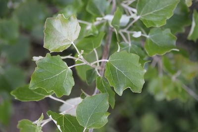 Populus alba, photographed by Michel Langeveld