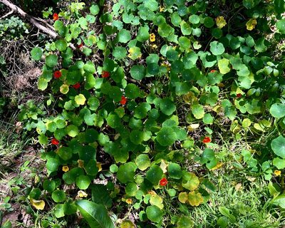 Tropaeolum majus, photographed by Chuck Wilson